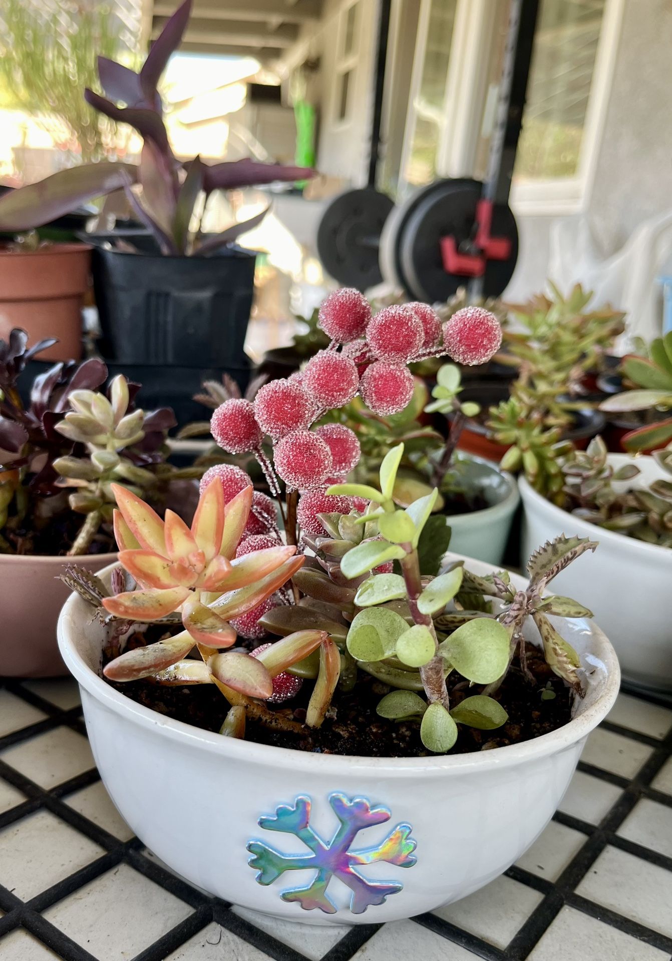 Assorted Succulents Bowls