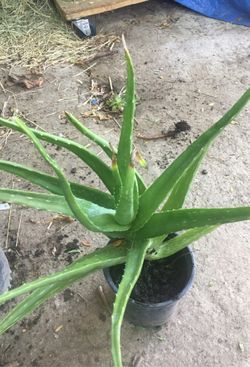 Aloe vera