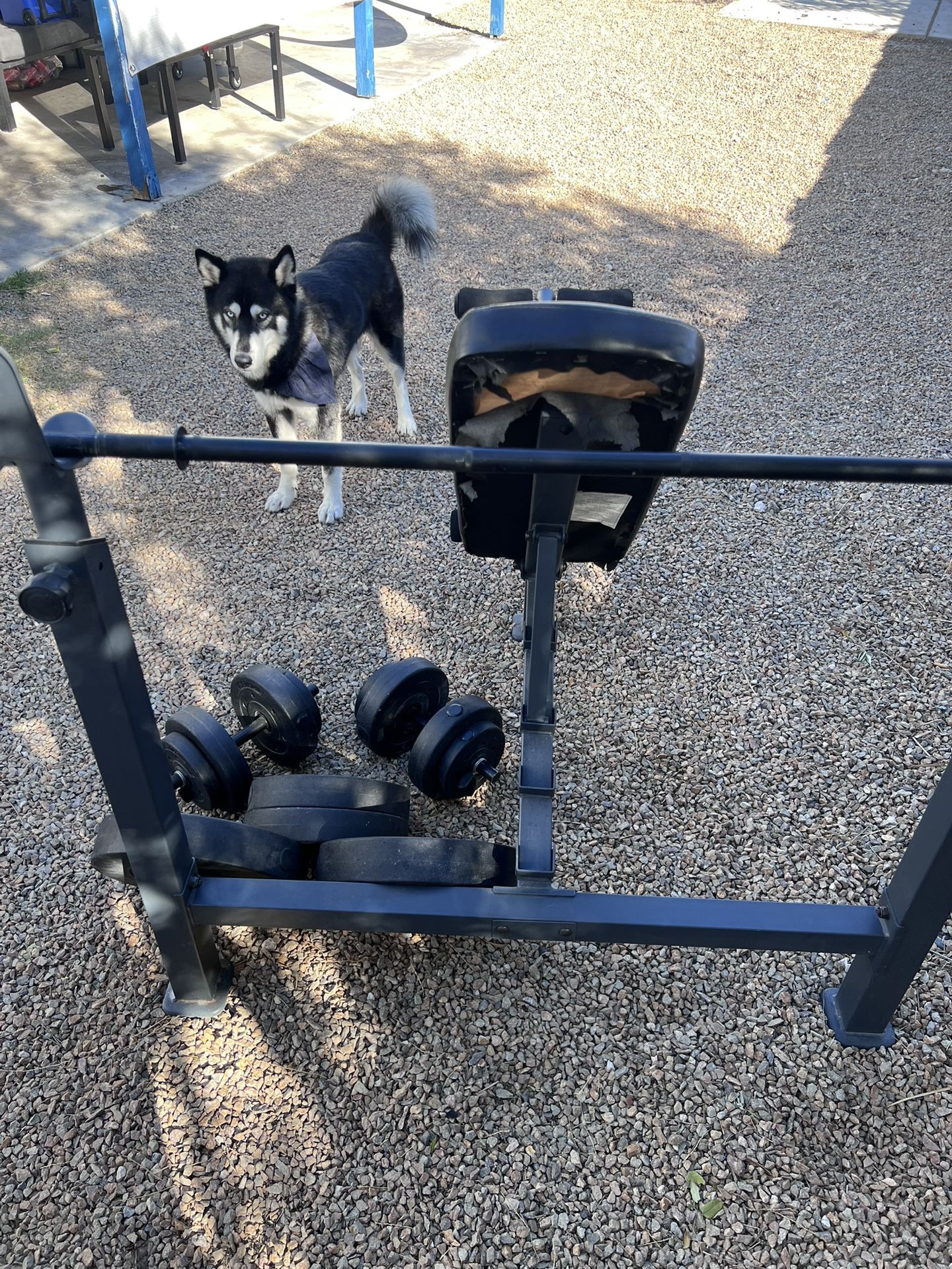 Weight Bench With Weights