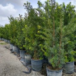 Podocarpus and Clusias Plants 5-6 Feet Tall. Arecas Palms 5-6 Feet Tall!!!  Only $65 Each!!! Fertilized 