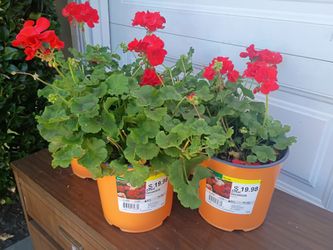 4 Red Zonal Geranium Plants