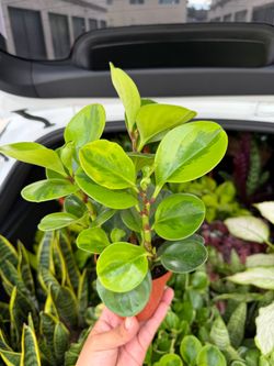 Peperomia lemon lime plant