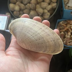 Clam Seashells