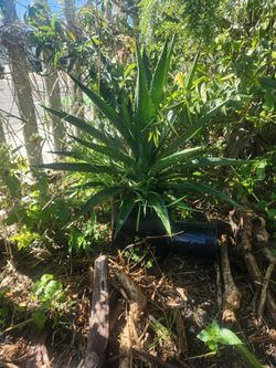 Agave Century Plant 2 Ft Tall