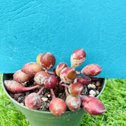 Rare Adromischus cristatus var. schonlandii cluster live rooted, get 2 free succ