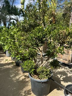 Boxwood bonsai