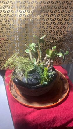 Jade money tree bonsai arrangement
