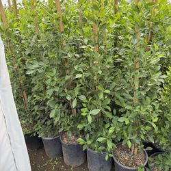 Indian Laurel Ficus 5 Gallons 4 Feet Tall When Planted 