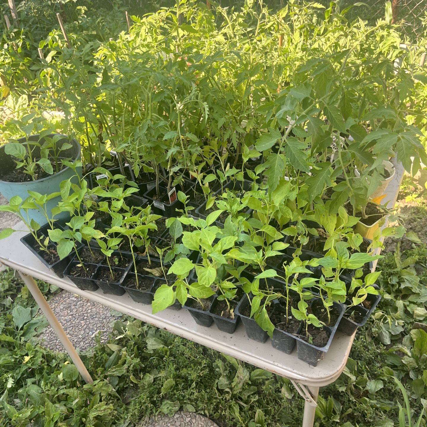 Tomato Or Pepper Plants .50 Cents ! 