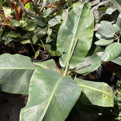 Cavadish Banana Plant