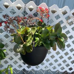 Succulent 