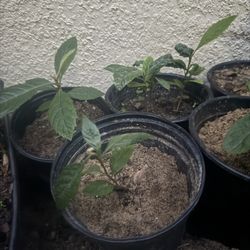 Loquat Tree (6-12 Inches Tall)