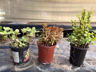 🌵 Selected Succulents – Only $2!