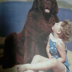 BOOKS DOG NEWFOUNDLANDS DOGS GENTLE GIANTS 1ST ED. COLLECTOR, DARK CRYSTAL MOVIE, LDS EDUCATION SET LARGE BEAUTIFUL PICTURES