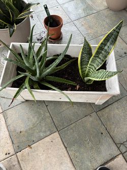 Plants