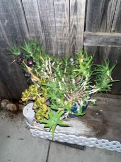 Aloe juvenna, commonly known as Tiger Tooth Aloe.