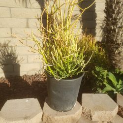 Fire Stick Succulent Plant