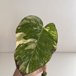 Monstera Albo Cutting