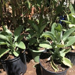 Kalanchoe Mother of Thousands Plant