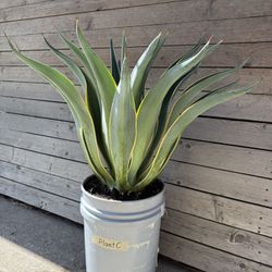 Agave Americana  Marginata