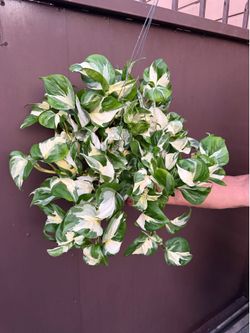 6” xl manjula pothos super full