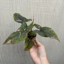 Syngonium Pink Splash