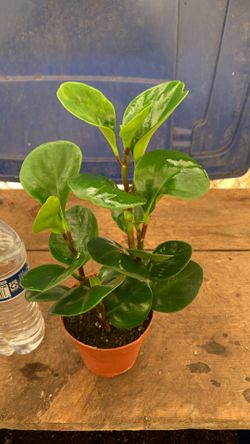 4” Peperomia Thailand