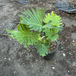 Philodendron 