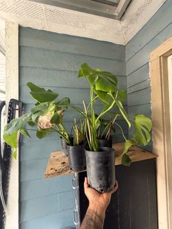 Monstera clippings!