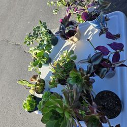 Variety  Plants / Plantas Diferentes.