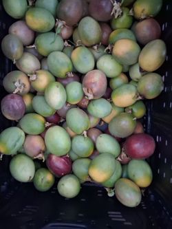 Passion Fruits
