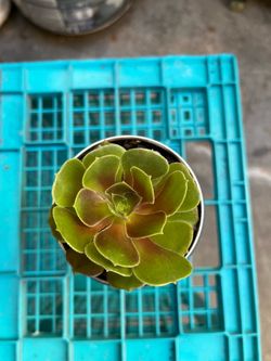 Aeonium succulent in sustainable Foster's can rooted