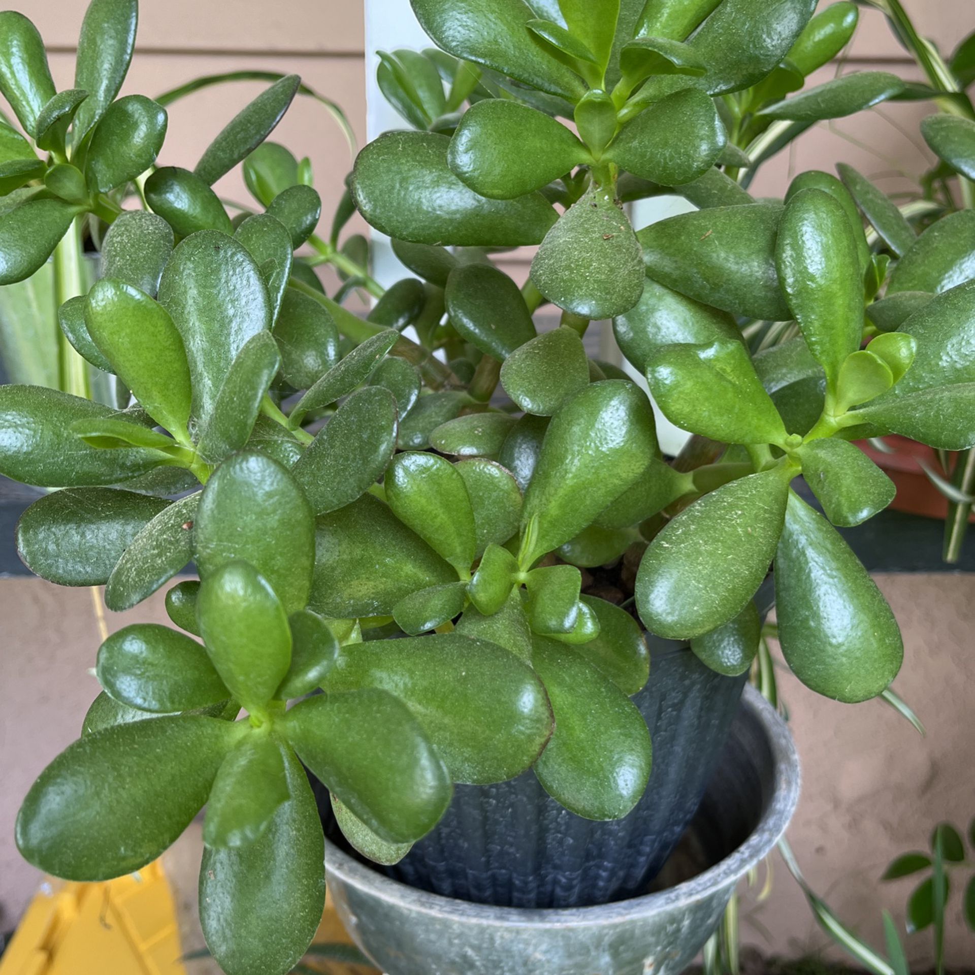 Jade Plant In Pot Decorative Green Plant 