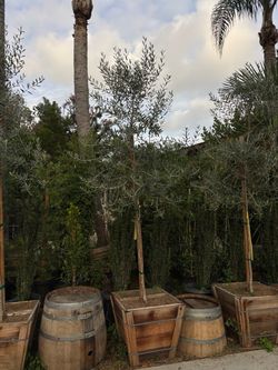 Swan hill Olive trees
