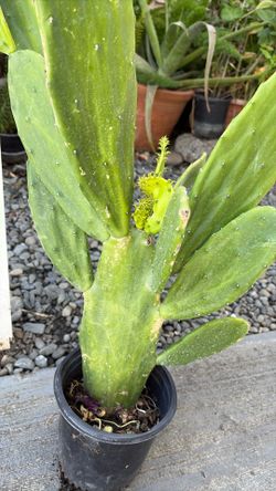 Nopal de un galón