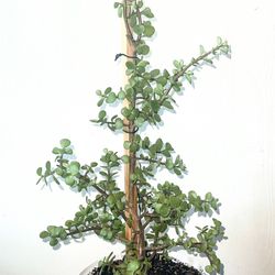 Portulacaria Afra Style Tree (live Succulent Elephant Plant)