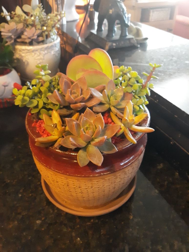 Nice terracotta pot with live succulent Arrangement and Red Rock accent