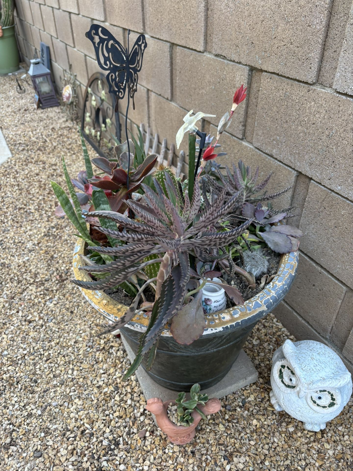 Various Succulents Big Pot