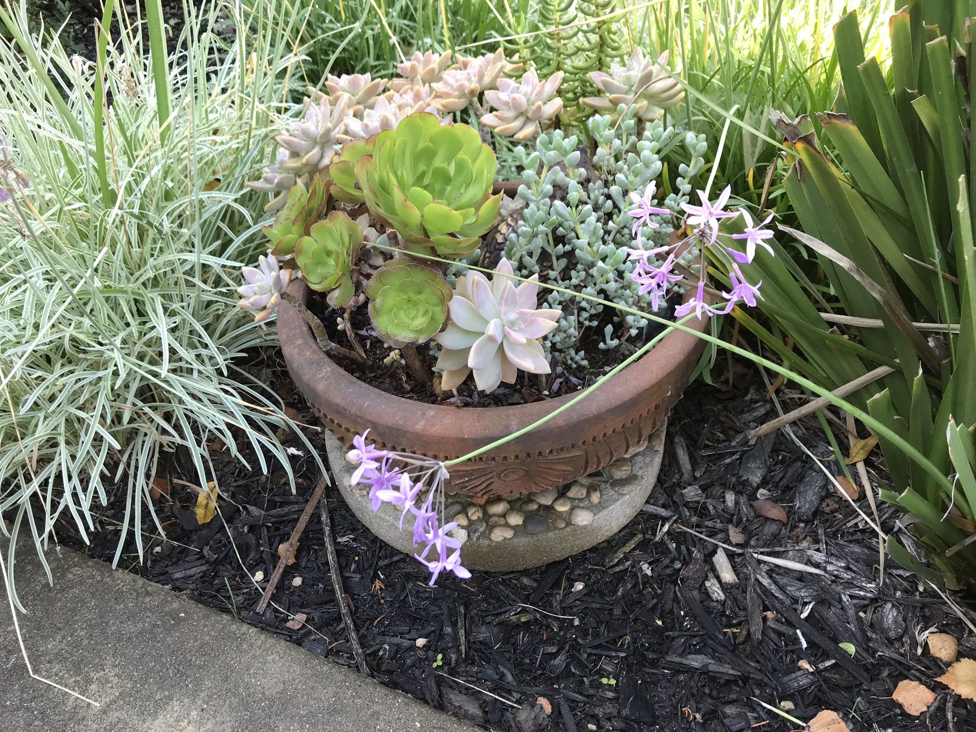 A round Terracotta pot full of various succulent