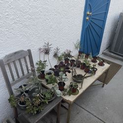 ‼️‼️Moving-out PLANTS SALE! Everything Must Go‼️‼️