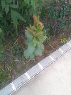 Arvolitos De Guyava