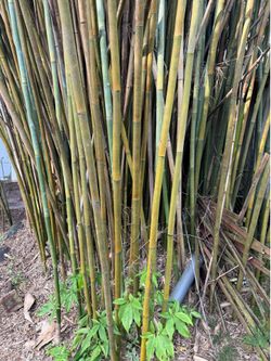 Free bamboo