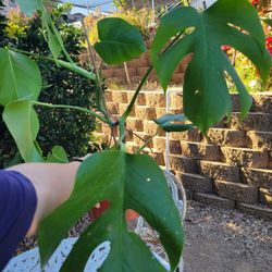 Monstera Plant In A 6" Pot