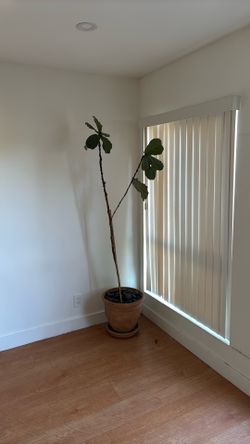 Fiddle-leaf Fig