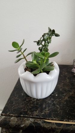 Mature large jade money tree plant succulent