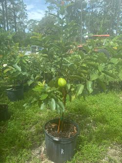 Grafted guavas