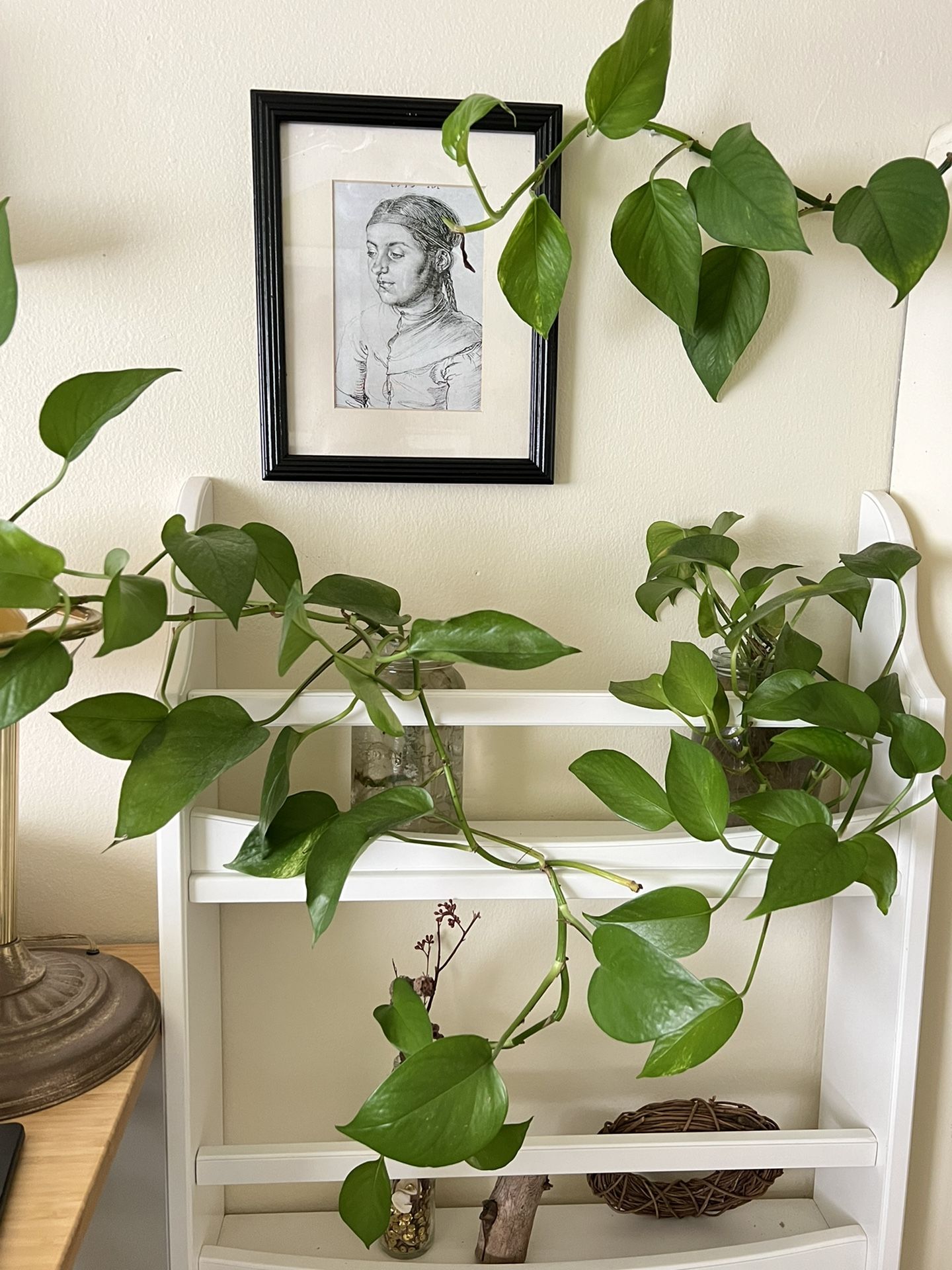 lovely healthy fully rooted pothos vine home plants zero maintenance 