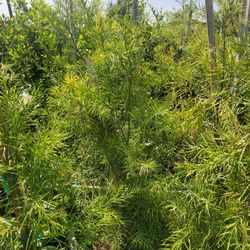 podocarpus hedges