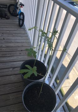 2 Okra plants