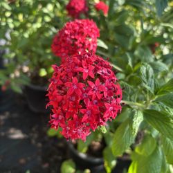 Pentas Flower